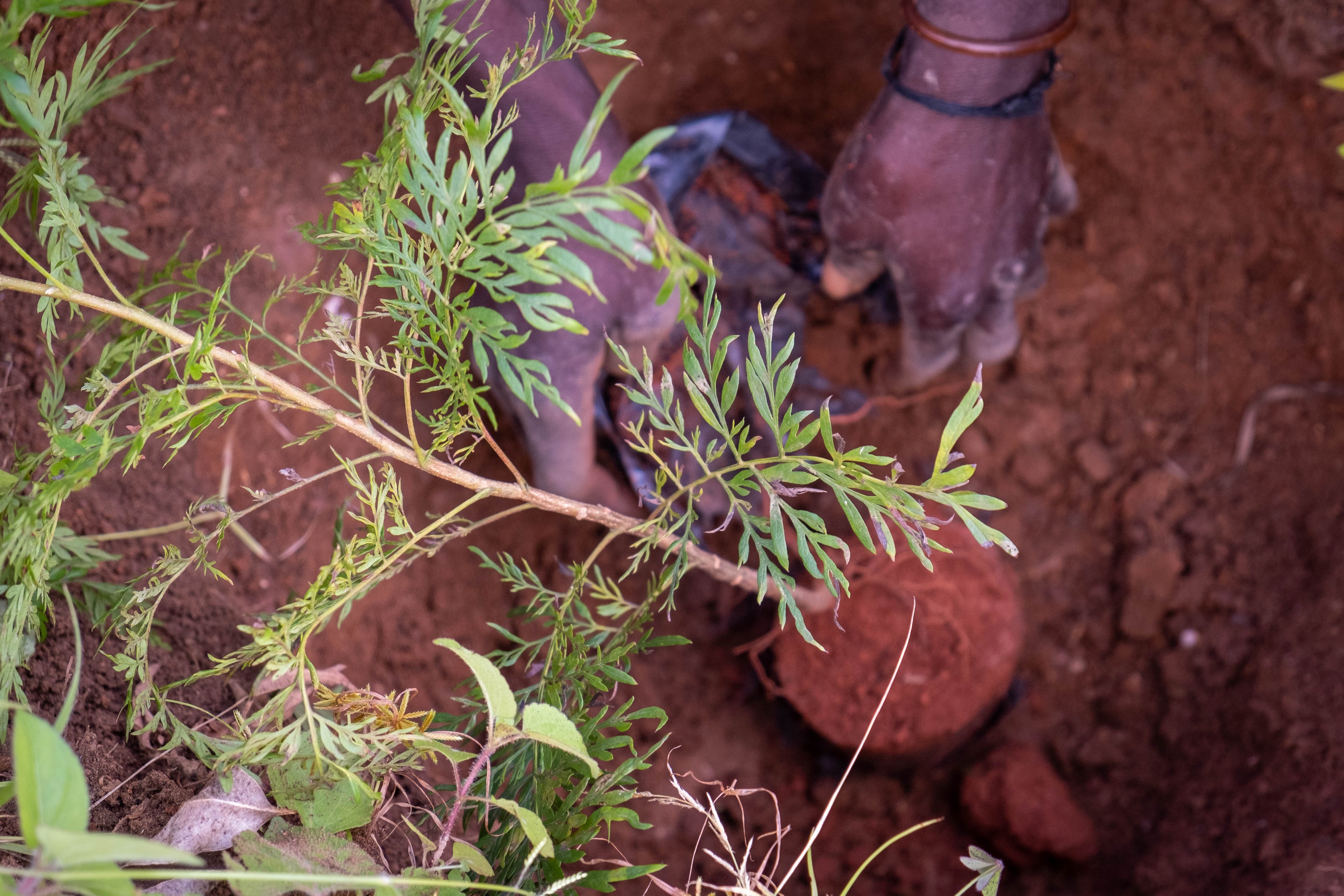 Planting for the future