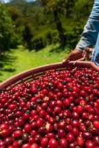 Mexico Finca Monte Azul
