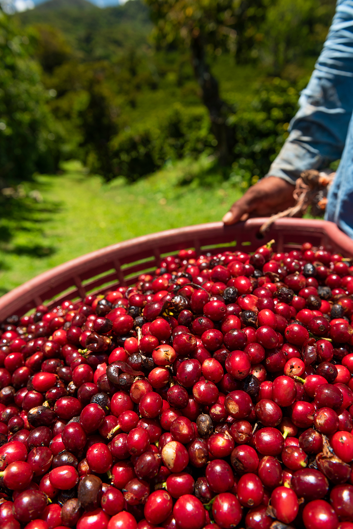 Mexico Finca Monte Azul
