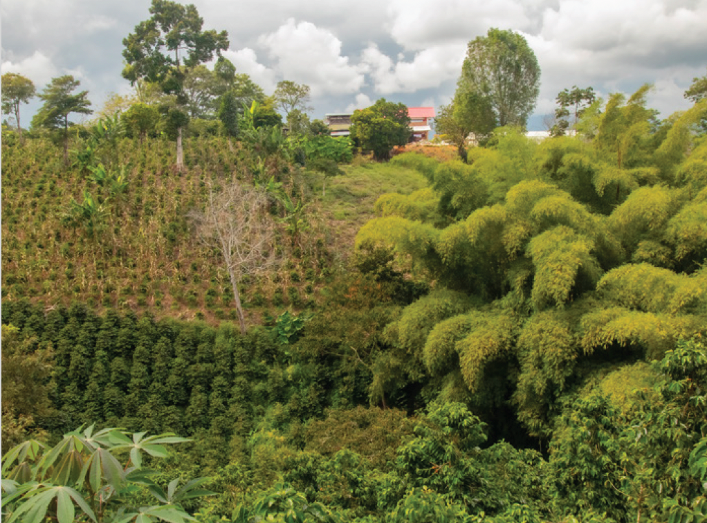 Colombia Finca Filadelfia