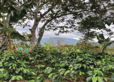 Colombie Finca Las Palmas