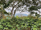 Colombie Finca Las Palmas