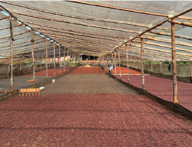 Colombie Finca Las Palmas