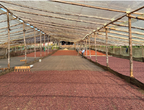 Colombie Finca Las Palmas