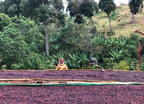 Ethiopia Yirgacheffe Gerse Natural