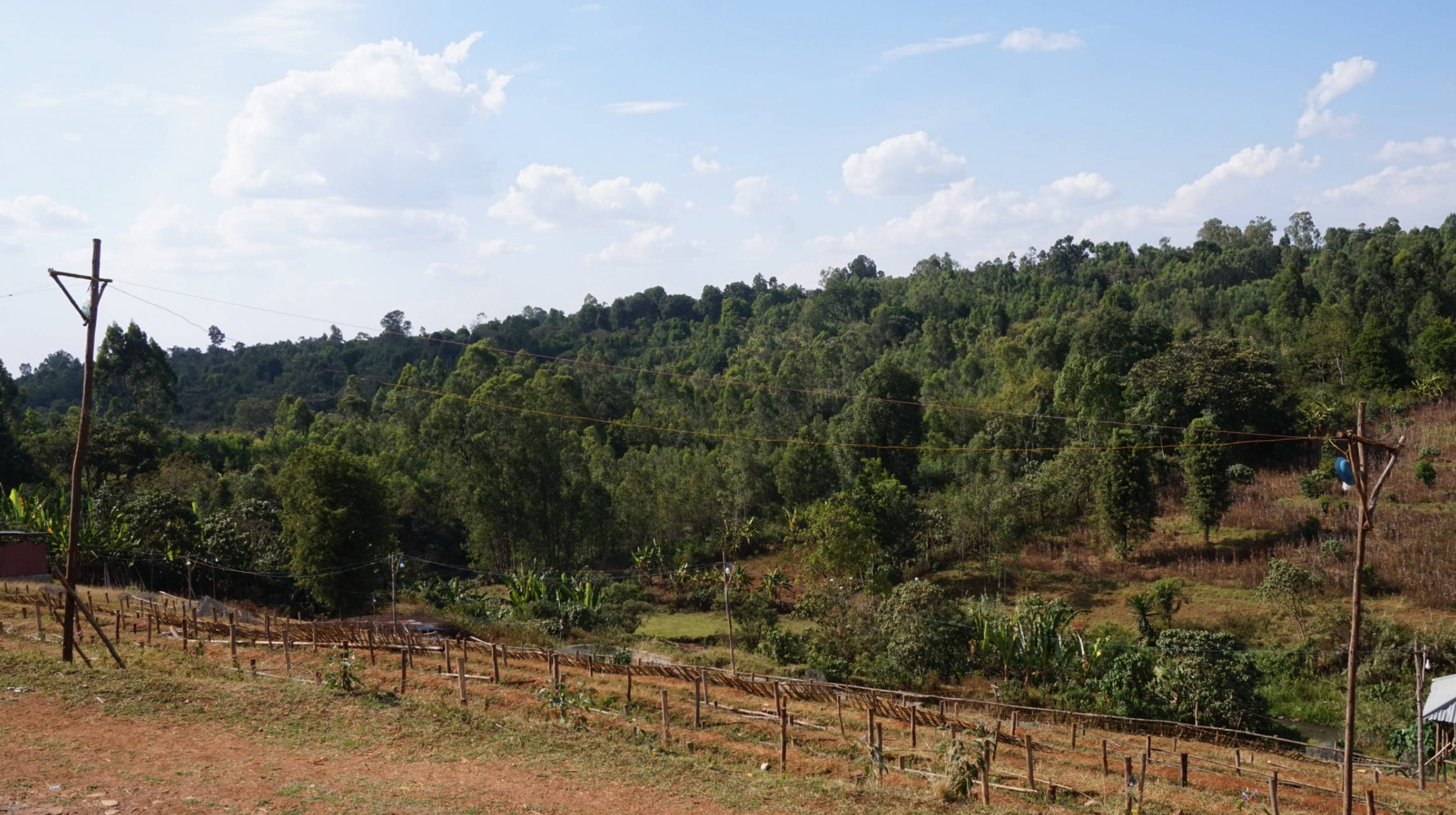 Ethiopia Sidamo Kola Washing Station