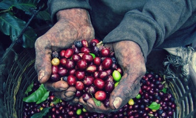 Papua New Guinea Sigri