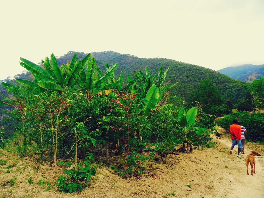 Malawi Satemwa AA/AB