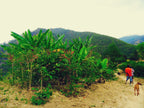 Malawi Satemwa AA/AB